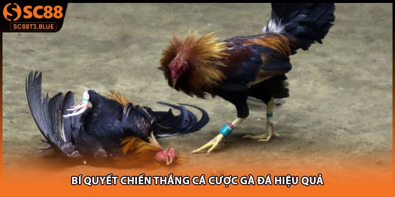 Bí quyết chiến thắng cá cược gà đá hiệu quả